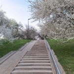 Prasidėjo medžių pjovimo ir ką tik suremontuotos infros griovimo, oj t.y. statybos darbai…