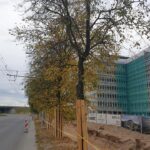 Medžiams prie Business Garden Laisvės pr. jau vėlyvas ruduo (nors aplinkiniai visiškai…