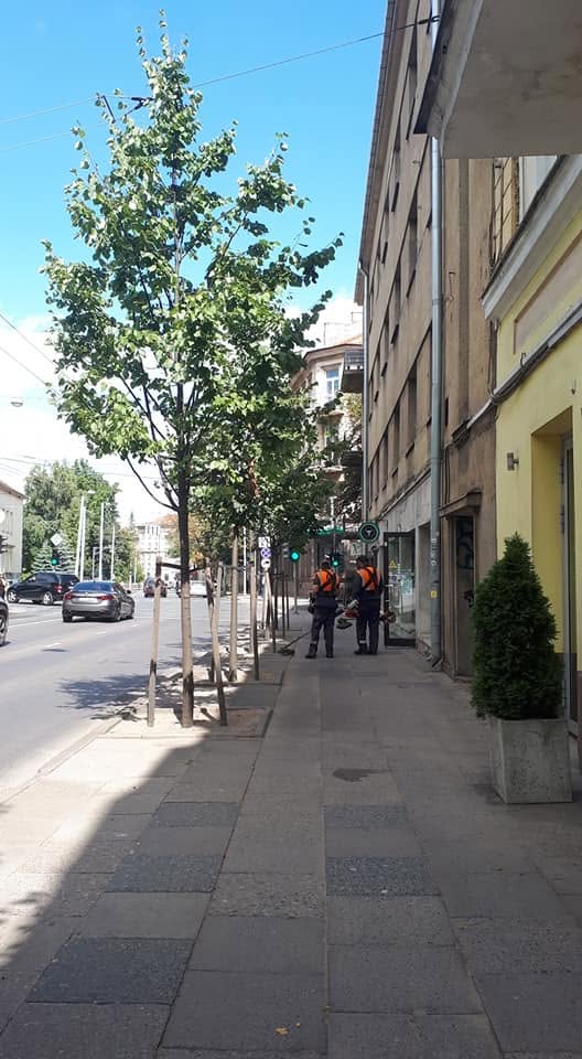 FYI Vilniaus centre žoles iš plytelių tarpų pjauna su trimeriais