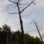Pageltonavusių pušelių alėja buvo tik pradžia
