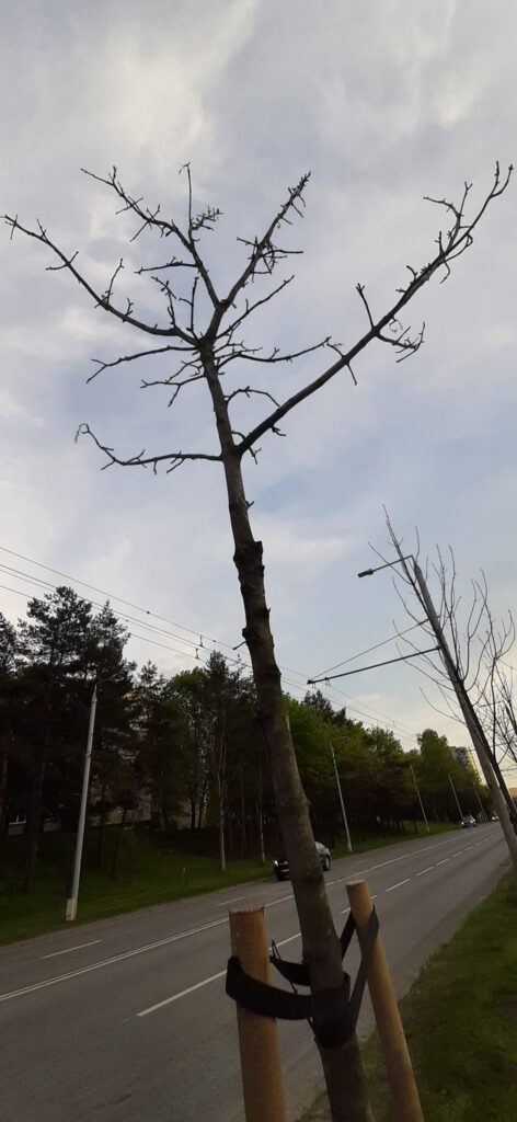 Pageltonavusių pušelių alėja buvo tik pradžia