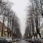 Klaipėdoje masiškai virs medžiai: siūloma nupjauti net ir sveikas liepas