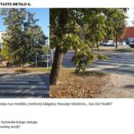 Pėsčiųjų perėja nuo medžio į techninį šaligatvį: Nesuėjo tekstūros kas čia? Kodėl?