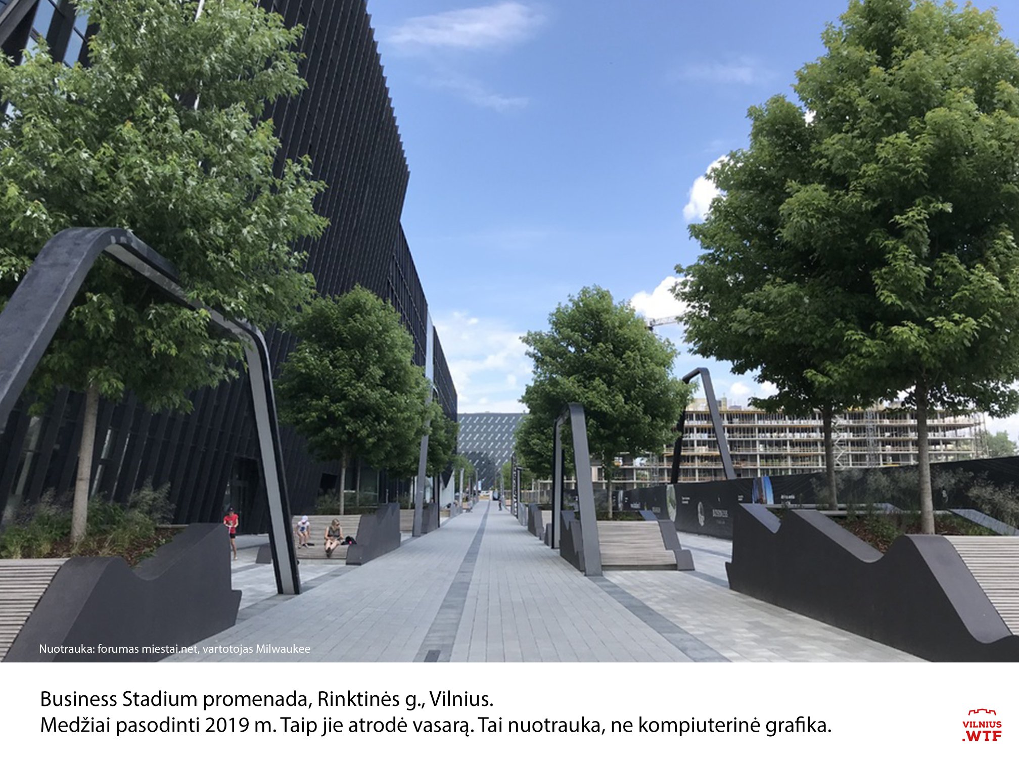 Medžiai pasodinti 2019 m. Taip jie atrodė vasarą: Tai nuotrauka, ne kompiuterinė grafika