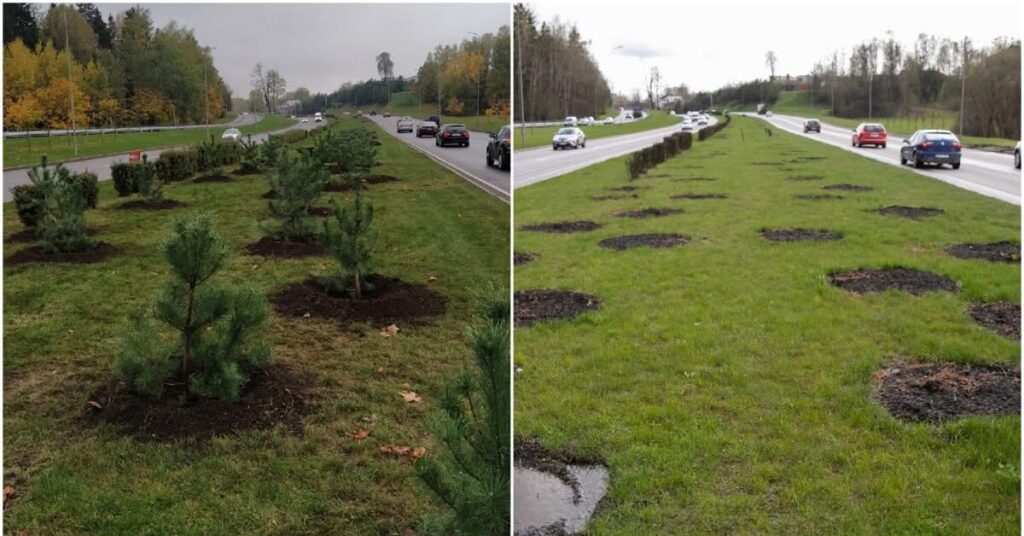 Daugiau nei 32 tūkst. kainavusios pušelės Geležinio Vilko gatvėje taip ir neprigijo: spalį pasodino, balandį – išrovė