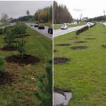 Daugiau nei 32 tūkst. kainavusios pušelės Geležinio Vilko gatvėje taip ir neprigijo: spalį pasodino, balandį – išrovė