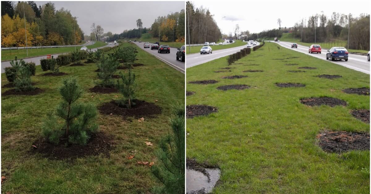 Daugiau nei 32 tūkst. kainavusios pušelės Geležinio Vilko gatvėje taip ir neprigijo: spalį pasodino, balandį – išrovė