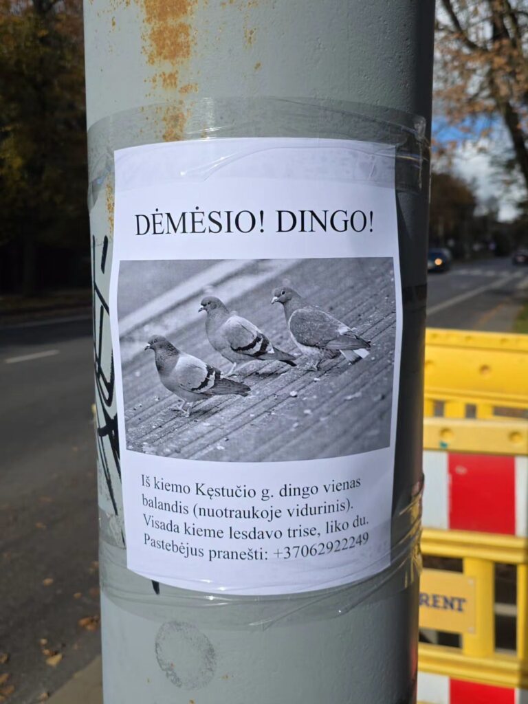 Skelbimas apie dingusį balandį ant stulpo Kęstučio gatvėje Žvėryne